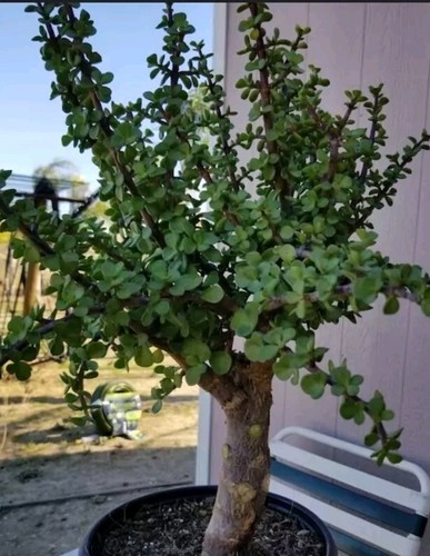 Portulacaria afra steli da - afra(5,