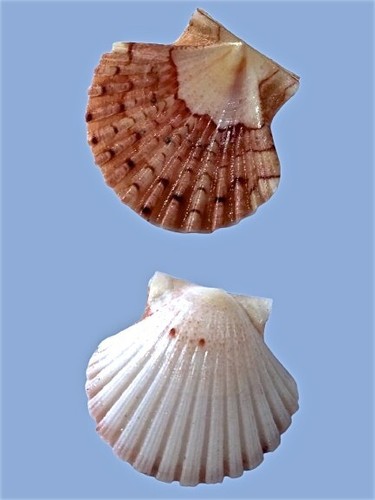 Pectinidae pecten jacobaeus - pectinidae,,