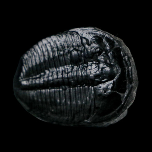 Elrathia kingi trilobite - elrathia,