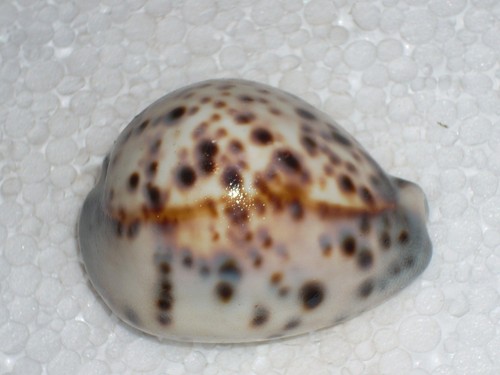 Cypraea tigris pardalis - tigris, f.pardalis