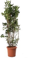 Pittosporum Tobira - Piante da