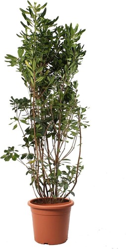 Pittosporum tobira piante - pittosporum, da