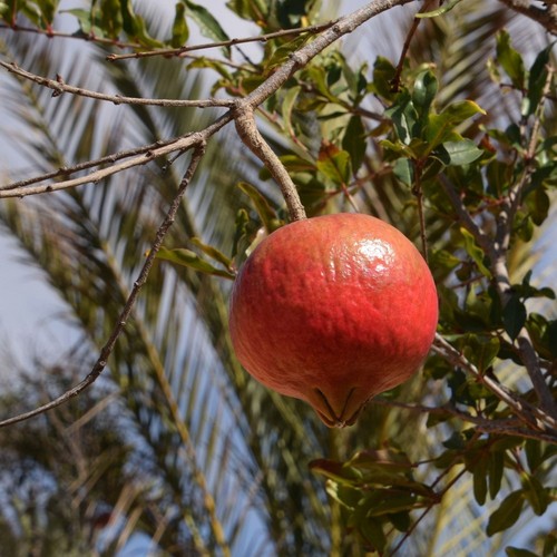 Pianta da frutto - pianta,