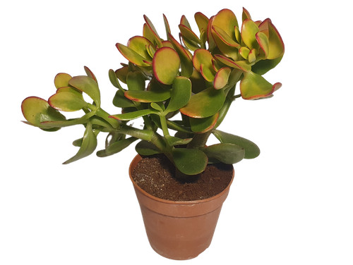 Albero dei soldi - , crassula