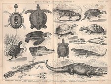 1874 Stampa ~ Rettili