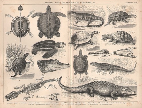 1874 stampa rettili - 1874, ~