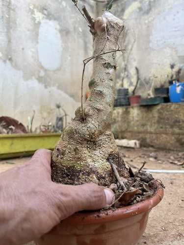 Bonsai ulivastro macchia - bonsai, ,