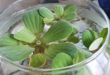 lattuga d'acqua, pianta galleggiante per acquari, laghetti. 3 piantine medie