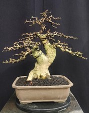 Ehrethia microphylla carmona - ehrethia,