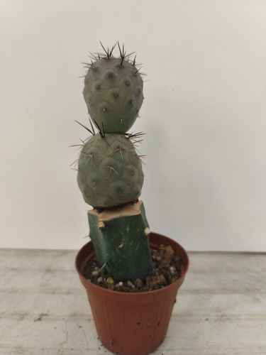 Tephrocactus geometricus - tephrocactus,