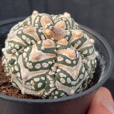 Astrophytum asterias cv