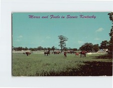 Cartolina Mares e puledri