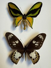 Mariposa ornithoptera - mariposa:,