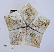 Cactus - Cactus - Astrophytum