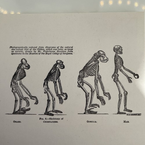 Postcard evolution orangutan