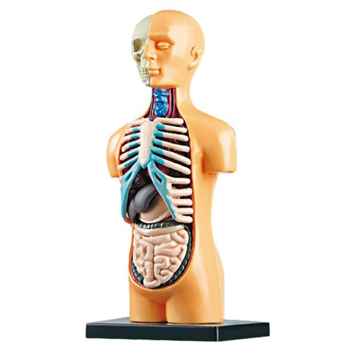 Modello del corpo - del, busto