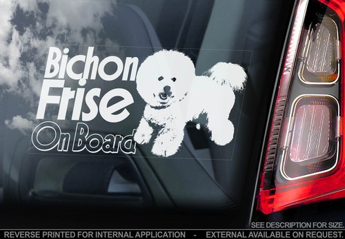 Bichon frise car window - frise,