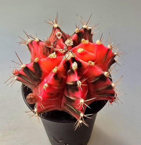 Bellissimo cactus fantastico - bellissimo,