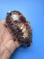 106 cypraea testudinaria - 106,