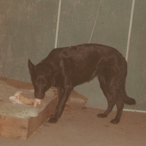 Cuccia per cani - cuccia,