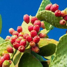 Fico d'India Opuntia Ficus