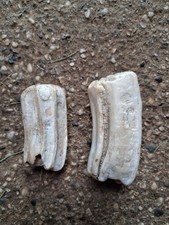 2 Denti Bovini DA Macello