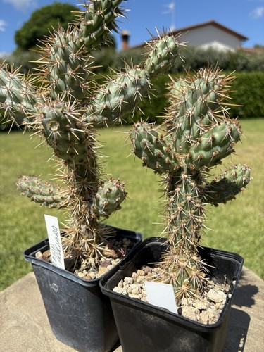 Opuntia prolifera cactus - prolifera,