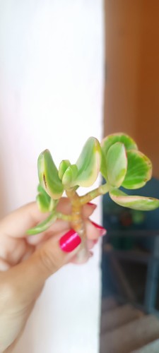 Crassula ovata tricolor - crassula,
