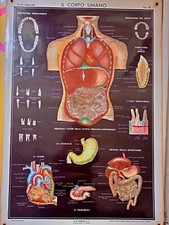POSTER DI ANATOMIA MUSCOLI TENDINI OSSA ARTICOLAZIONI ANNI '40 MEDICINA GOMMATA