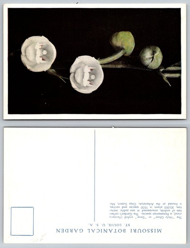 Cartolina epoca orchidea - cartolina,