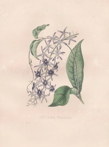 Petrea volubilis america - petrea,