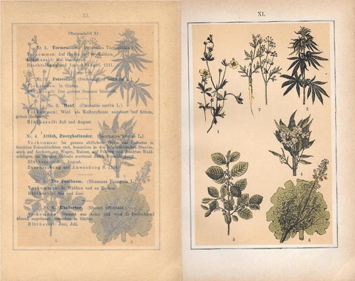 Pflanzentafei piante - xi.,