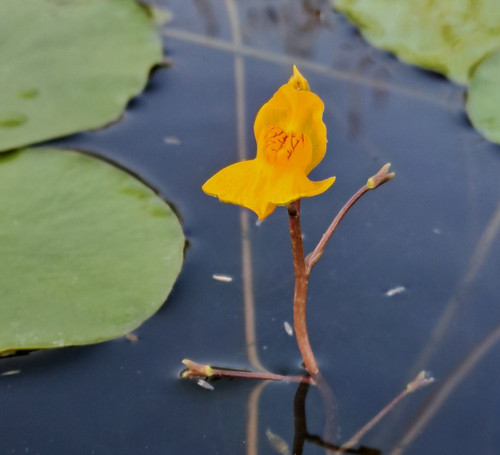 Utricularia australis erba - australis,