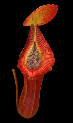 Nepenthes truncata - nepenthes,