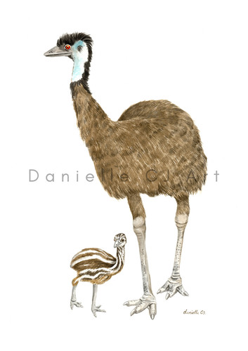 Watercolour emu and chick - watercolour,