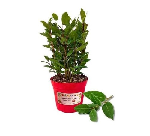 Piantina alloro fresca - piantina,