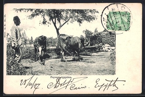 Cartolina paysage egitto - paysage,
