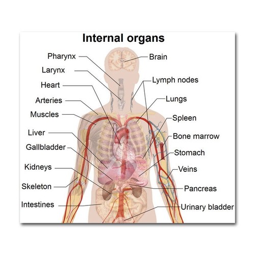 82049 anatomia corpo - corpo, umano