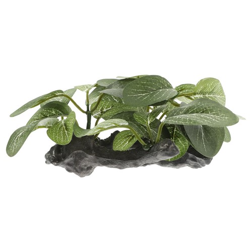 Piante acquatiche decorative - ,