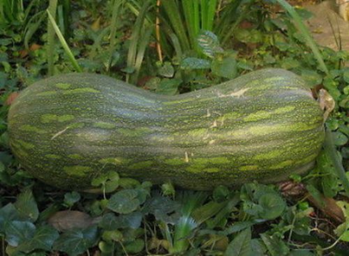 Semi zucca lunga - 15,
