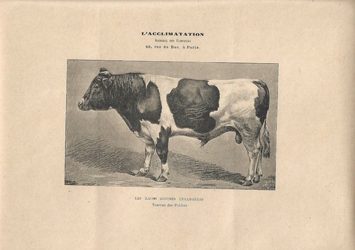 Stampa antica toro razza - di,