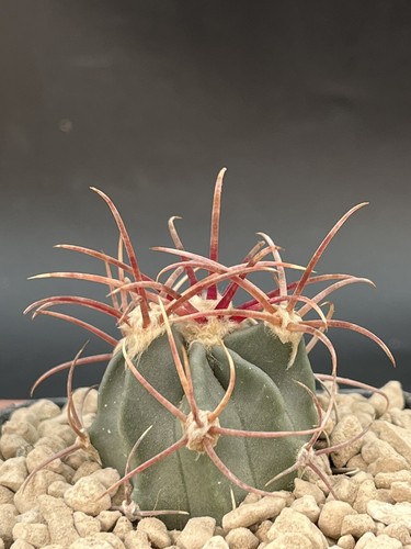 Echinocactus parryi 1372 - echinocactus, l