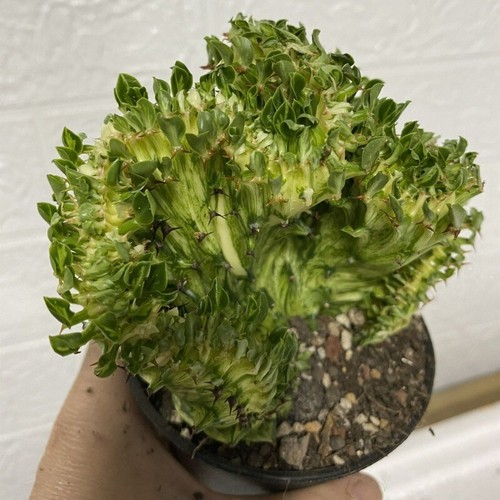 Pianta cactus succulenta 10 - di,