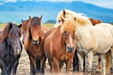 Fotomurale TESSUTO NON TESSUTO