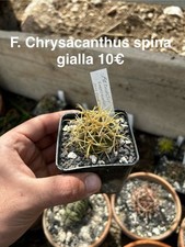 Ferocactus Chrysacanthus Spina