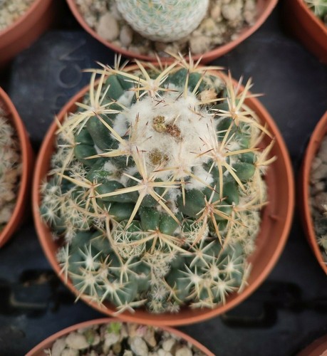 Coryphantha elephantidens - coryphantha,