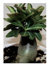 3 piante di rosa del deserto Adenium arabicum Black Knight - semi B527