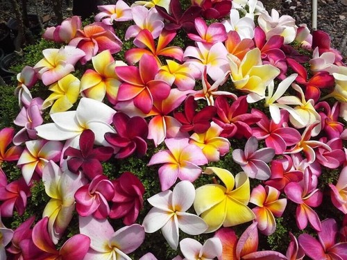 Semi plumeria mix - semi,