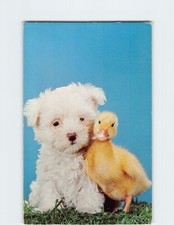 Cartolina Cane maltese e