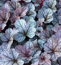 Campanellino viola silver - campanellino,